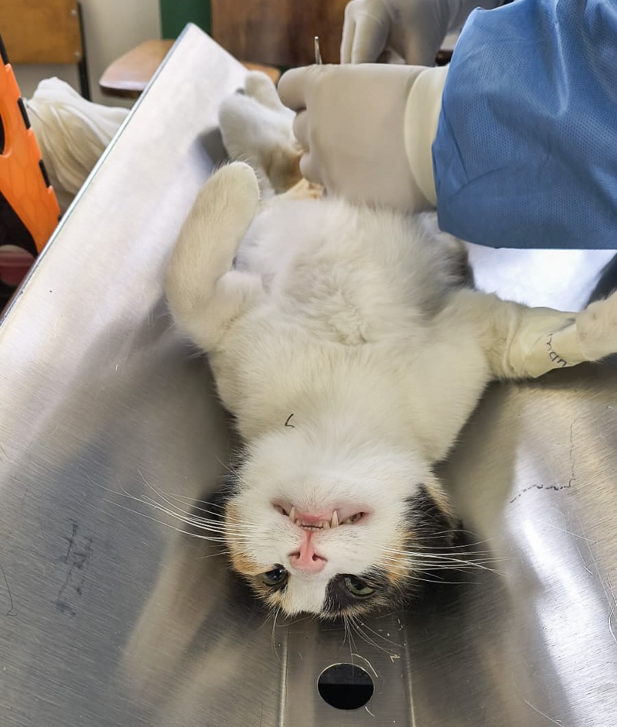 Campaña de esterilización canina y felina del gobierno de Chiautempan recibe respuesta positiva